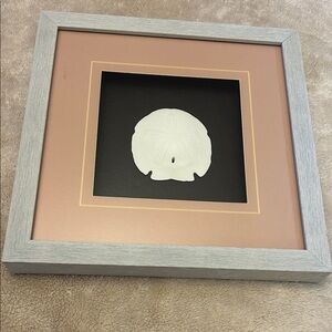 Framed REAL Sand Dollar Wall Art